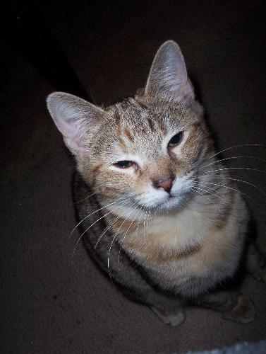 Why Did ya Wake me up? - Sleepy Cat. Very Lazy