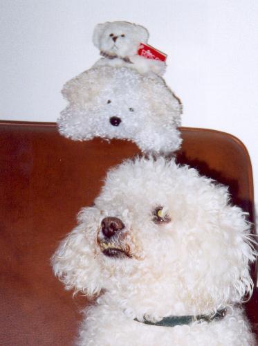Kyko - image of our doc Kykos with his stuffed 'friends'