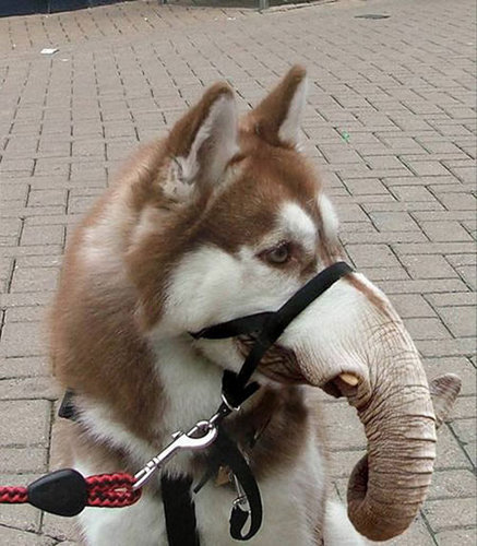 Dog - Elephant - Very funny montage...