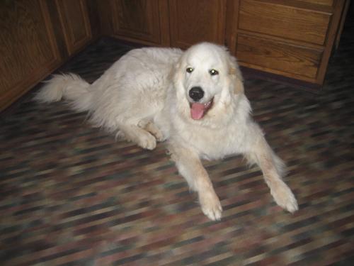 Kodiak aka "Kodi" - Kodial Polar Snowbear aka Kodi or Kodi Bear. My mom's Great Pyrenees pup. One of his few calm moments after he took a breather from playing with my boyfriend.