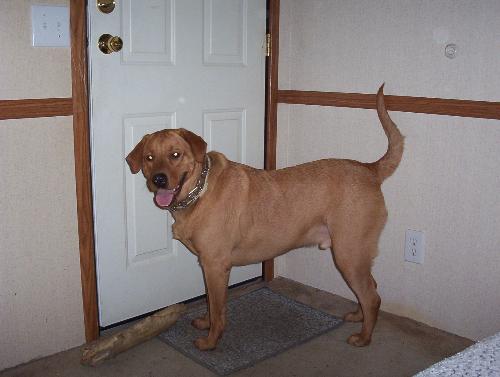 Gizmo - This is one of my many dogs Gizmo. He's my baby! I love him very much even if he is a big goof ball.