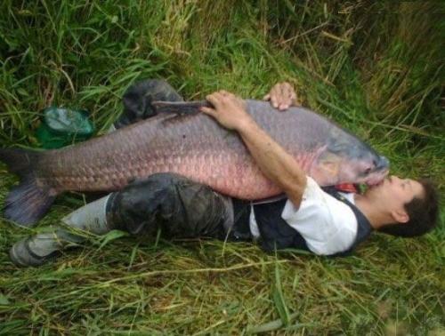 the fish - BIGGEST EVER
