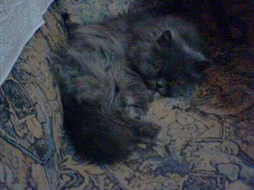 my cat - he is sleeping with open eyes
