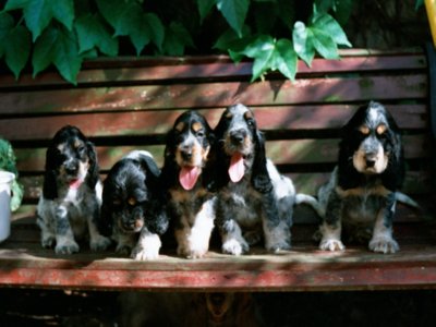 English Cocker Puppies - English Cocker Puppies from Kennel 'von der Kaisereiche' from Germany, I litter.