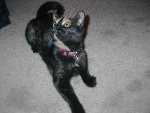 My kitten, Kenya - This would happen to be my precious kitten, Kenya.