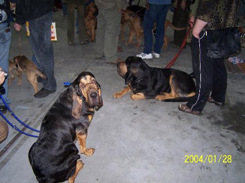 Bloodhound - Dog, bloodhound
