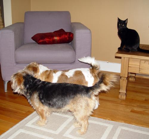 my pets - dogs and cat at home