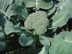 BroccoliBroccoliBroccoli - Broccoli Broccoli Broccoli Broccoli
