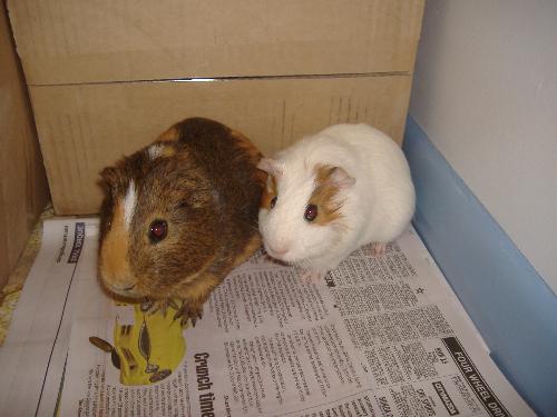 Shorty and Fatso. - These are the new additions to my family. Shorty is the white one and Fatso is the other one.