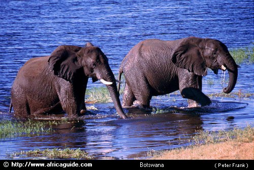 Elephant Bathing and drinking - It is the largest mammal known on earth