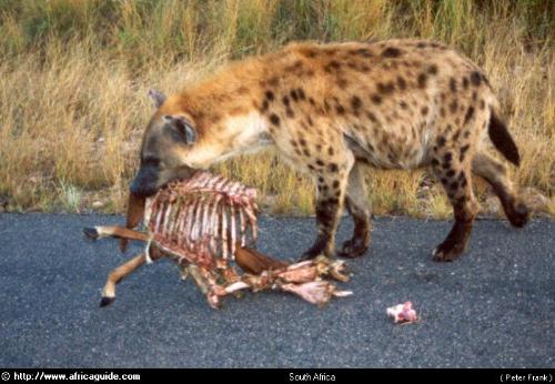 Hyena - The Animal with steel teeth Hyena - The Animal with steel teeth
