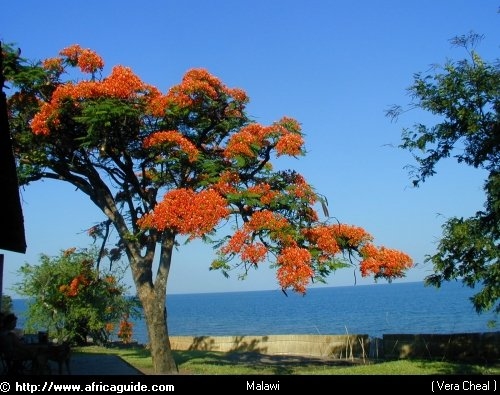 Famboyant tree - Beauty by nature
