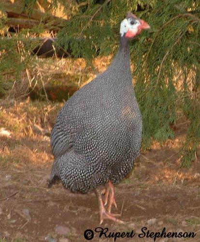 Guinea Fowl - Guinea Fowl is a chicken sized bird that lays eggs with a very hard shell.