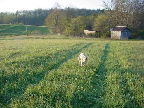 TJ on the go - Can a Labrador Retriever ever WALK?