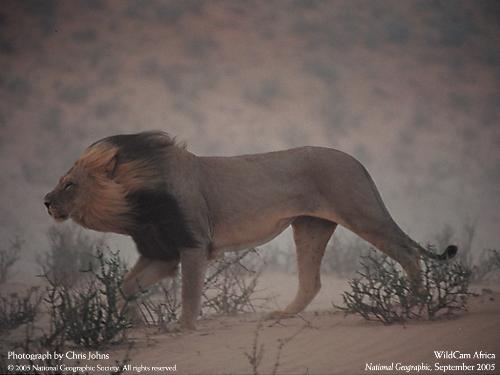 Lion - Lion Color Photo