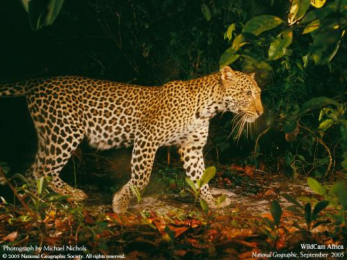 Leopard - Leopard Animal