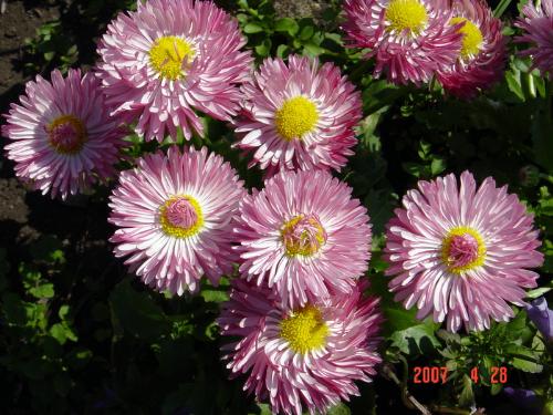 Flowers in the park - Do you know the name of this small flowers?