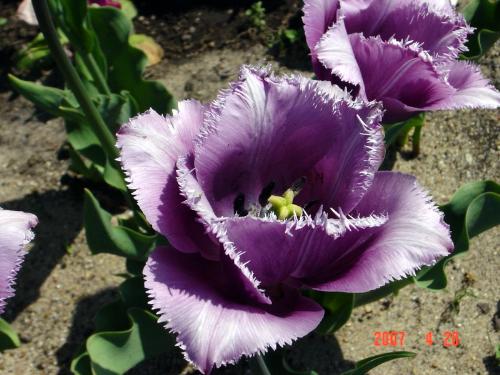 This is a kind of tulip, do you know the name? - This is a kind of tulip, do you know the name?