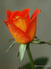 rose - my fav