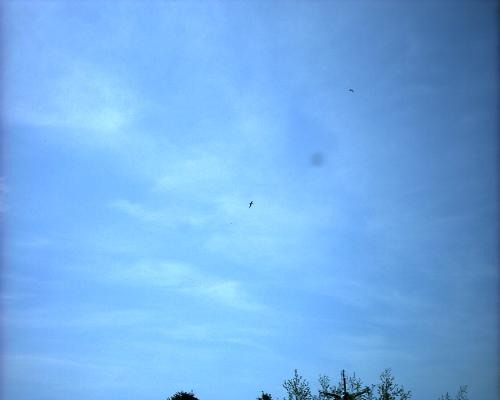 An unidentified object - A young photographer caught this while out shooting some practice photos.