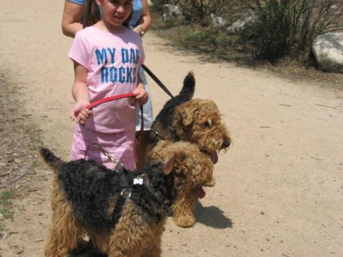 A girl and two dogs - Lovely day for walking the dogs.