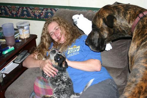 Family time - This is me (insanely trying to keep some kind of handle on this chaos! LOL), my son's new puppy Wolfie, one of my umbrella cockatoos Lilly, and my great dane Hudson. This was Wolfie's first visit to our home and all the animals were so excited to meet the puppy!