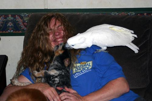 Chaos! - Here's another picture of me, my son's new puppy Wolfie, and one of my umbrella cockatoos Lilly. It wasn't easy being in the middle of all that chaos! LOL I couldn't stop giggling!