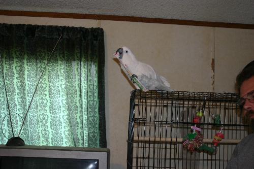Crunchy chopsticks - This is Lilly, an umbrella cockatoo that we rescued from an abusive home. Whenever we go out for chinese food I always bring home a few extra chopsticks for the birds. They're safe and the birds just love opening them up then crunching them to bits!