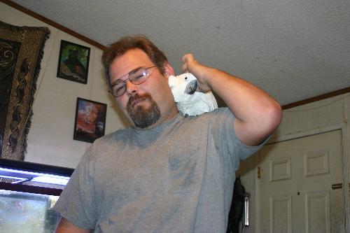 Jasmine snuggles - This is our other umbrella cockatoo, Jamine, getting snuggley with my fiance. Yes, U2s can be very sweet, snuggley birds but what this picture DOESN'T show is the immense time, effort, and frustration of coping with one! Large birds are definitely not for everyone!
