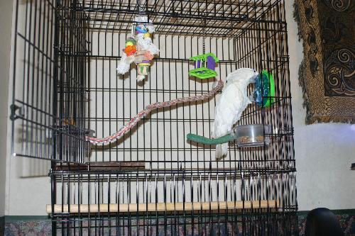 New toy 1 - This is my umbrella cockatoo, Jasmime, checking out the new toy I got her from BoBo's Playhouse (you can find it here on the web and it's an excellent site for bird toys!!!) This one is like a little maze with a hole at one end of the maze. I put a peanut in there then rotated it around till it was the furthest away from the hole it could be. She then has to rotate it around to work the peanut through the maze and to the hole where she can get it out. She's a smart girl and figured it out within 10 minutes!