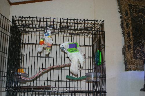 Tiki Hut backscratches - Here's my umbrella cockatoo, Jasmine, using her new foraging toy, the Tiki Hut from BoBo's Playhouse (look for this website if you want really great bird toys!), the wrong way! LOL You can put little food items or toys inside the hut then slide in little wooden pegs. The bird has to chew through the pegs to get the goodies out. Jasmine decided it made a better backscratcher though! Goofy Jas!