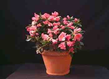 azalea - A pretty azalea. Perky and alive, unlike mine. azalea - A pretty azalea. Perky and alive, unlike mine.