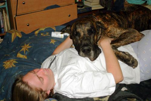 Hudson snuggles - How could anyone resist this huge snuggley lug??? Hudson loves it when we invite him onto our bed! After rolling all around on the luxury of big softness he settled down to lay all over me!