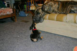 C'mon play! - This is Dids (he got his name from Sir Didimus on Labrynth because he has such a similar, goofy personality) as a puppy trying to get Hudson to play with him. Dids was rescued from an abusive home but shows the typical terrier tenacity and heart despite his sad history.