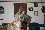 Great Dane head study - This is a pretty good picture of Hudson showing off an elegant, strong Great Dane profile. We got Hudson specifically to show in AKC conformation and though he's not perfect (no show dog is) we feel that he has an absolutely awesome head! If you want to know what a conformationally correct head is for a Great Dane Hudson here is a pretty good example! His full name is Diamond Danes Tall Dark and Handsome aka Hudson if anyone would like to look up more pictures of him.
