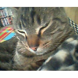 lestat - my baby kitty lestat being sleepy.