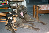 Oops! - This is one of the funniest pictures we've managed to capture! Hudson was quietly napping when Dids ran up and pounced on his head. Hudson just sat up, a bit startled, and poor little Dids went flying!! LOL Not to worry though, Dids landed on his feet just fine and dashed back to the attack unharmed!