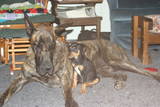 Buddies - A sweet, quiet moment between Hudson and Dids taken when Dids was a puppy. You can really see that they're great friends who love each other a lot. Isn't this just too sweet? You can really see just how careful and gentle Hudson is with his favorite little buddy!