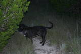 Scooter - This is another one of our dogs, a lab/shar pei mix named Scooter. She's a grand dog, always up for a walk in the woods which we were doing when we took this picture. She's very nicely behaved and can be trusted to stay with us off leash. She looks kind of small but this dog is a real TANK! She's very solid and strong like a shar pei but unfortuantely inherited the shar pei skin problems too. We stay on top of it though so that she'll be comfortable because she's a great dog!