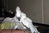 Run for cover! - This is Jasmine in one of her definitely NOT cuddley moments! She saw something that upset her and went straight into demon bird mode! It can be very scary to have an angry cockatoo on your arm like this because they can be very unpredictable! They're as likely to bite you as they are to attack whatever's upsetting them!