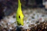 Uno closeup - In addition to everything else we have a 130 gallon marine aquarium. This is our yellow tang, Uno, coming to look at the camera. Isn't he lovely?