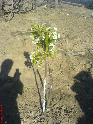 tree in flower - my tree