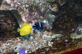 Uno and macho - This is our yellow tang, Uno, and our neon velvet damsel, Macho. They were great buddies when they were new and were always together. Now they've grown up a little bit more and don't pal around together anymore. They don't fight either though so I'll count my blessings!