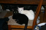 Luna and Blackie - This is two of our cats, Luna and Blackie sharing a little naptime on a kitchen chair. They get in weird moods where they'll box each other's ears but they're usually good friends. Both of them were rescues that we took in and just ended up keeping ourselves.