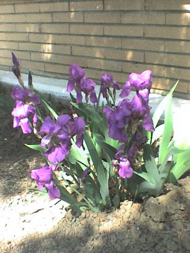 lovely flowers - from my school
