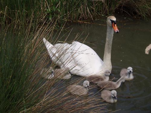 Swan with cygnets - The female swan (pen)raised her cygnets after her partner(cob)was killed by fishing lines caught around his neck. A Brent goose was also seen sitting on the nest when she did leave it. Local people helped to feed her while she sat on her nest, sometimes for days on end without leaving it, she managed to hatch and raise 7 cygnets.