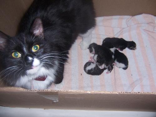 Belle and her Brood - Aren't they cute???