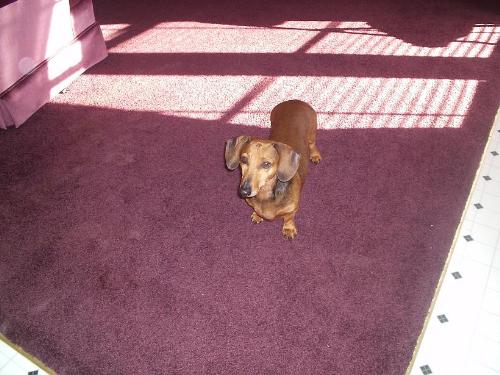 Daschund - This is my wonderful weiner dog, Frank, whom i love very much.