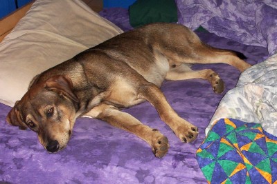 Lazy dog of mine - dog laying on my bed, dog sleeping on my bed,