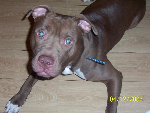 pets - My dog Uno